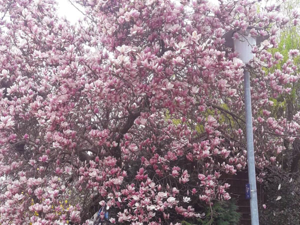 farbenprächtige Blumen