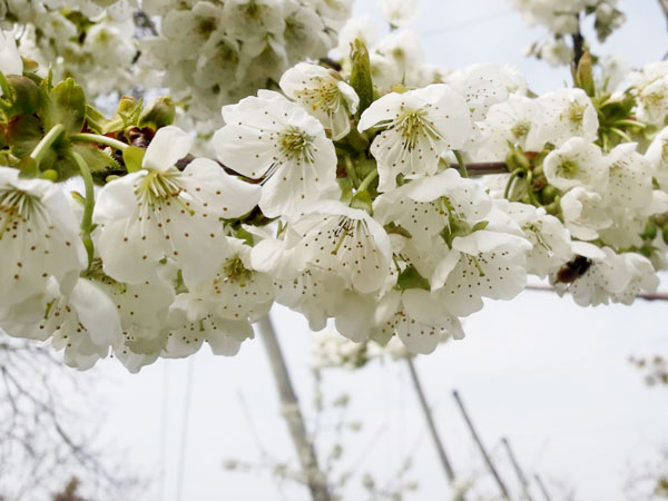 Obstblüte Hof Dirmeier