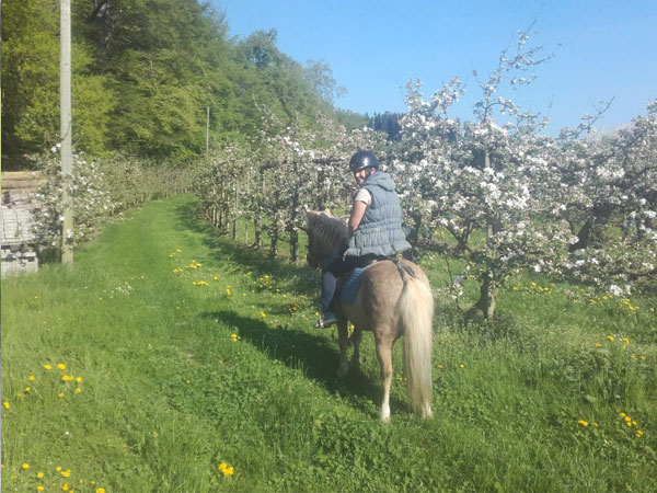 Pony zwischen Obstbäumen